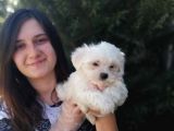 Maltese Yavruları (Bursa Köpek Okulu)