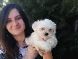 Maltese Yavruları (Bursa Köpek Okulu)