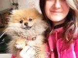 Pomeranian Spitz Yavrular (Bursa Köpek Okulu)