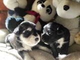 Minyatür Schnauzer Yavruları (Bursa Köpek Okulu)