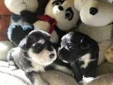Minyatür Schnauzer Yavruları (Bursa Köpek Okulu)