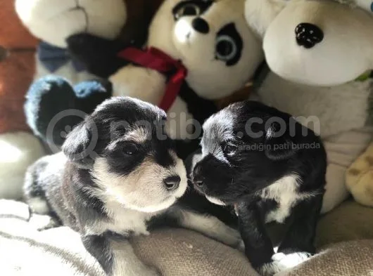 Minyatür Schnauzer Yavruları (Bursa Köpek Okulu)