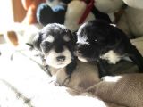 Minyatür Schnauzer Yavruları (Bursa Köpek Okulu)