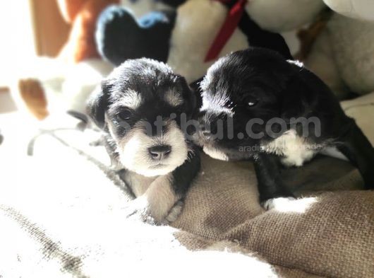 Minyatür Schnauzer Yavruları (Bursa Köpek Okulu) görsel