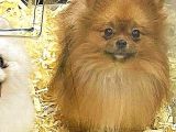 Pomeranian Boo
