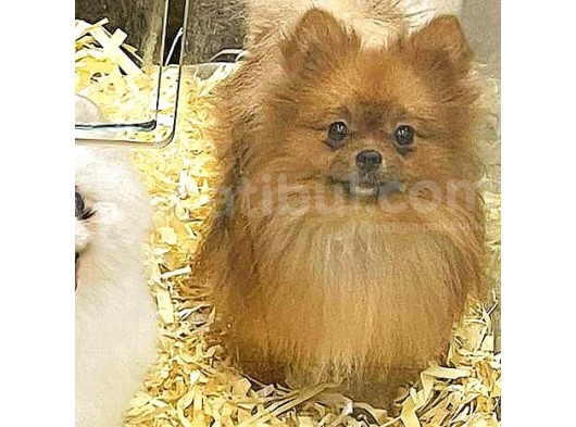 Pomeranian Boo görsel