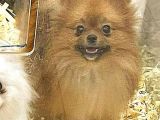 Pomeranian Boo