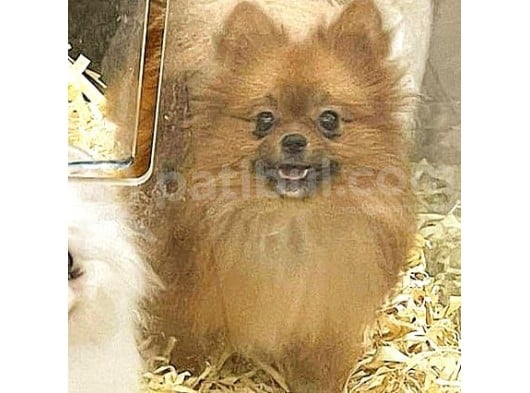 Pomeranian Boo görsel
