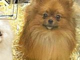 Pomeranian Boo