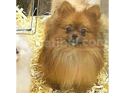Pomeranian Boo