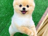 Pomerani̇an Boo