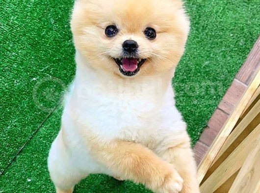 Pomerani̇an Boo görsel