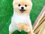 Pomerani̇an Boo