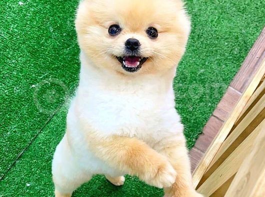 Pomerani̇an Boo görsel