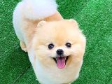 Pomerani̇an Boo
