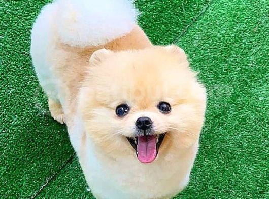 Pomerani̇an Boo görsel