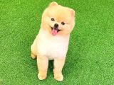 Pomerani̇an Boo