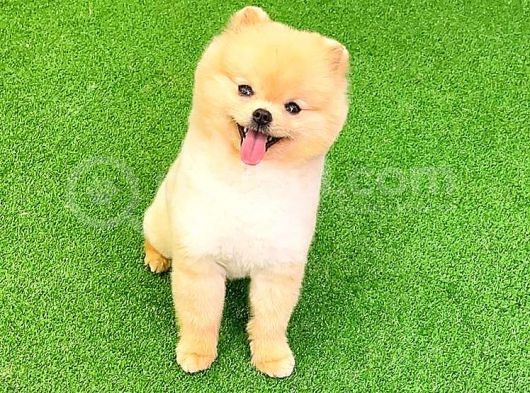 Pomerani̇an Boo görsel
