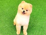 Pomerani̇an Boo