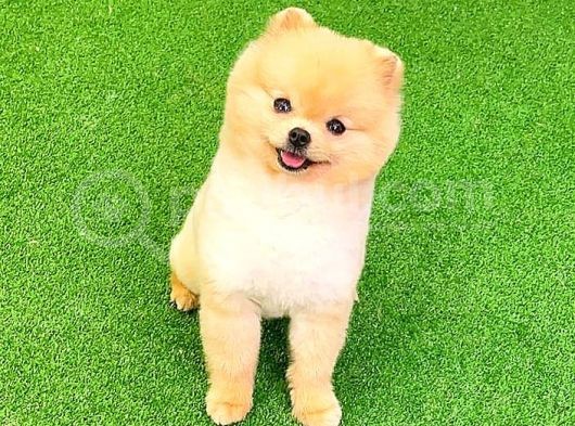 Pomerani̇an Boo görsel