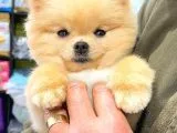 Pomerani̇an Boo