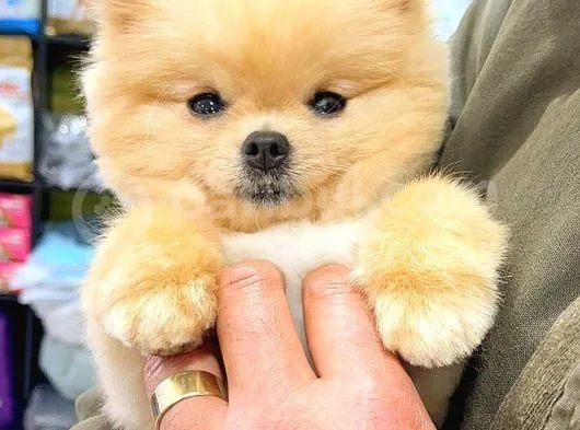 Pomerani̇an Boo