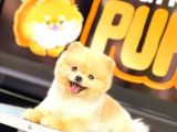 Pomerani̇an Boo
