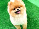 Pomeranian Boo