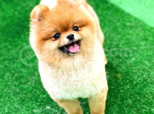 Pomeranian Boo görsel