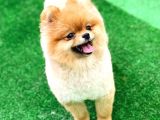 Pomeranian Boo
