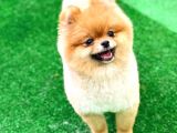 Pomeranian Boo