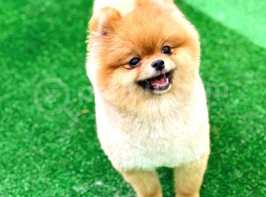 Pomeranian Boo görsel