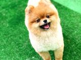 Pomeranian Boo
