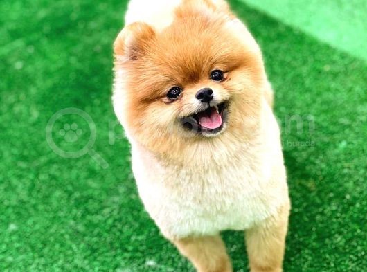 Pomeranian Boo görsel