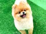 Pomeranian Boo