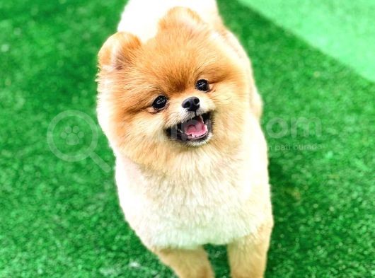Pomeranian Boo görsel