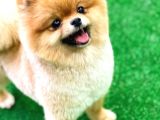 Pomeranian Boo