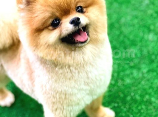 Pomeranian Boo görsel