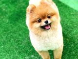 Pomeranian Boo