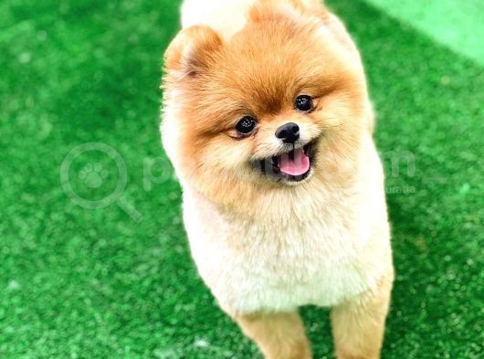 Pomeranian Boo görsel