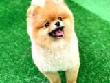 Pomeranian Boo
