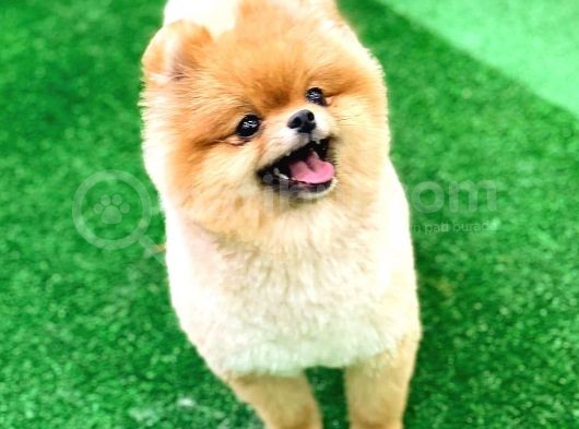 Pomeranian Boo görsel