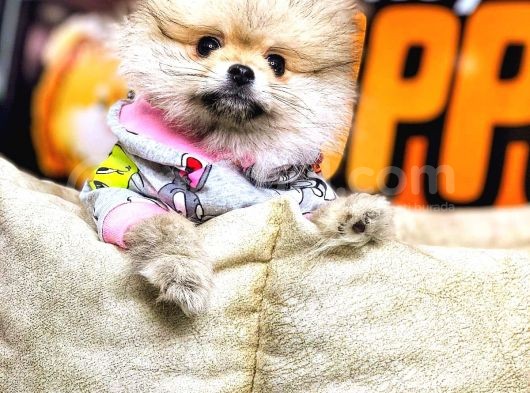 Pomeranian Boo görsel