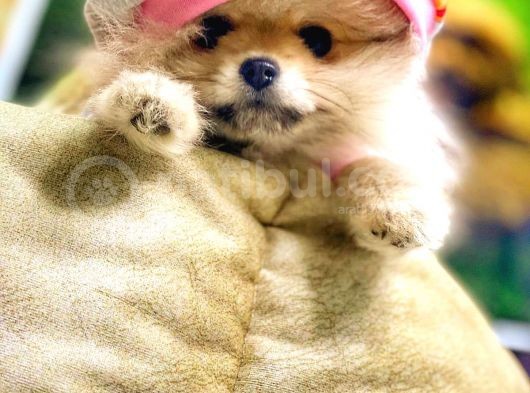 Pomeranian Boo görsel
