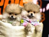 Pomeranian Boo