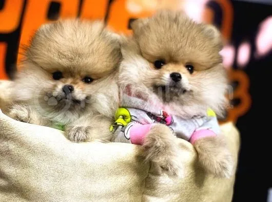 Pomeranian Boo