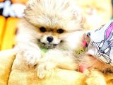 Pomeranian Boo