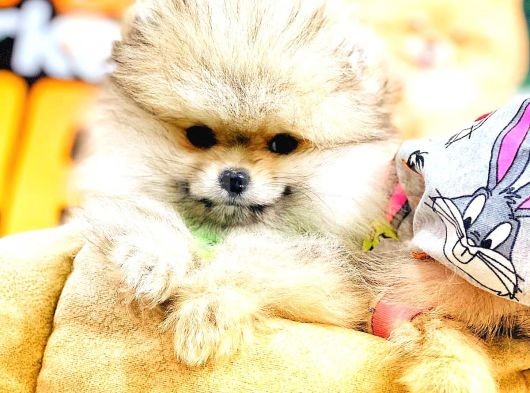 Pomeranian Boo görsel