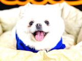 Pomeranian Boo