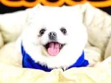 Pomeranian Boo